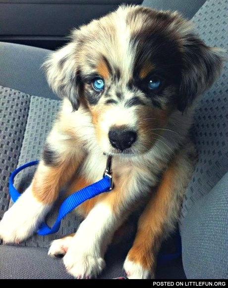 Golden retriever husky mix