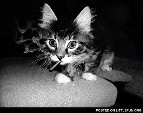 A smoking cat