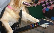 Dog with guitar. I have no idea what I'm doing.