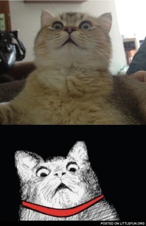 Shocked cat in real life.