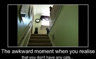That awkward moment when you realise that you don't have any cats