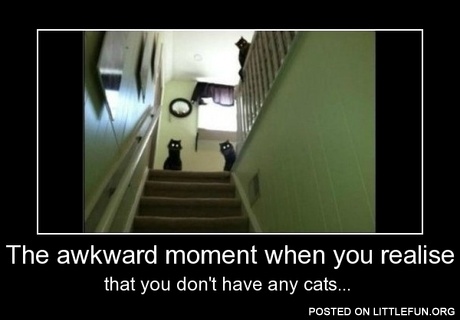 That awkward moment when you realise that you don't have any cats