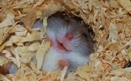 Happy hamster