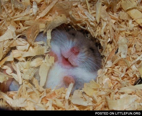 Happy hamster