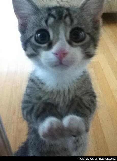 Cute kitten