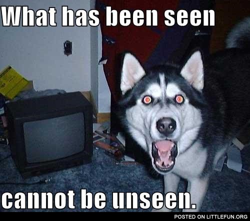 Shocked husky. What has been seen cannot be unseen.