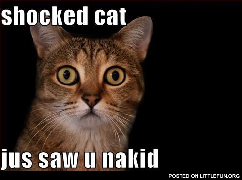 Shocked cat just saw you naked