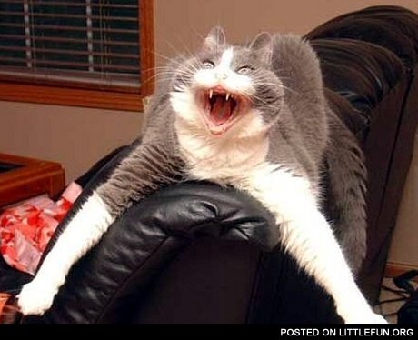 Scary cat
