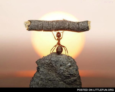 Strong ant