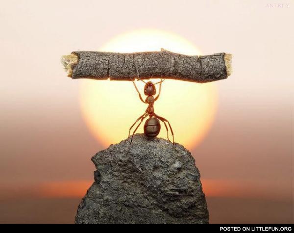 Strong ant