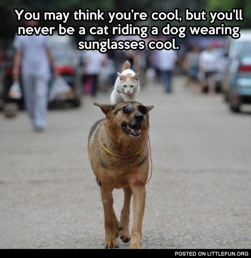 You may think you're cool, but you'll never be a cat riding a dog wearing sunglasses cool