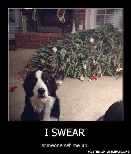 Dog and christmas tree. I swear, someone set me up.
