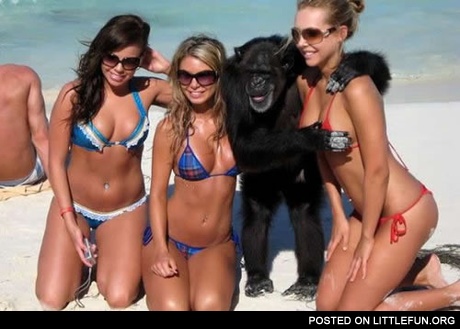 Alpha male