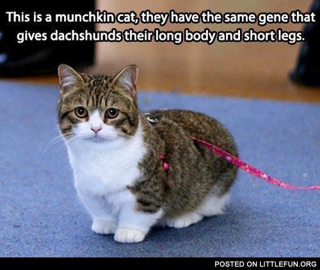 Munchkin cat