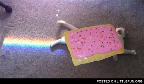 Nyan cat in real life
