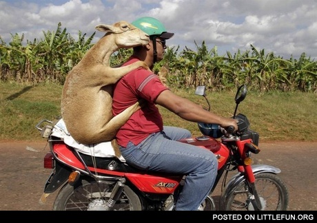 Goat on motorbike