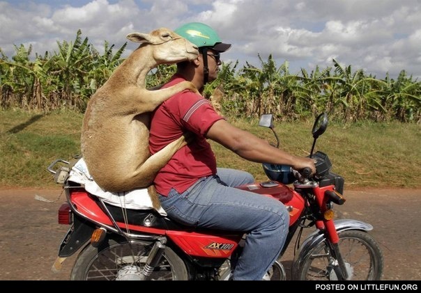 Goat on motorbike