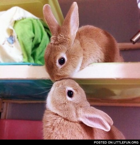 Kissing bunnies
