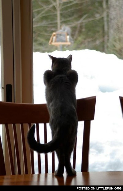 Cat looking out the window like a Sir.