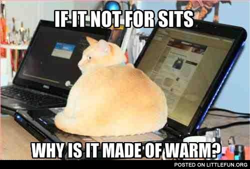 Cat on laptop