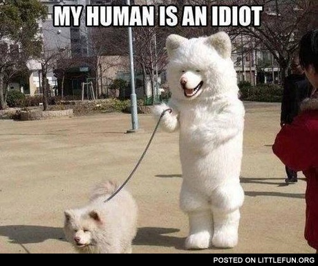 Dressed like a dog. My human is an idiot.
