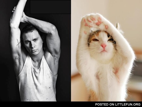 Male model vs. Cat