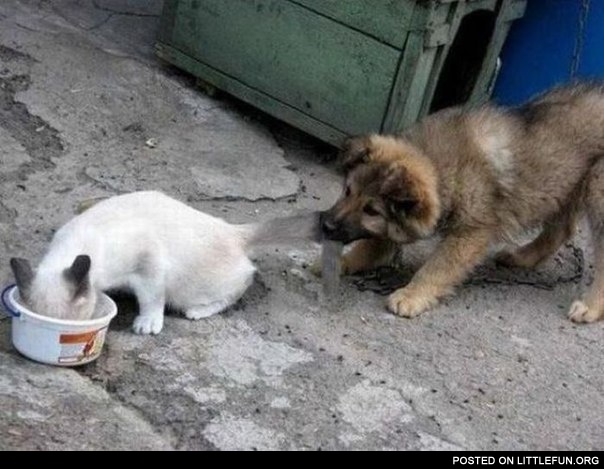 Puppy and cat fighting for food