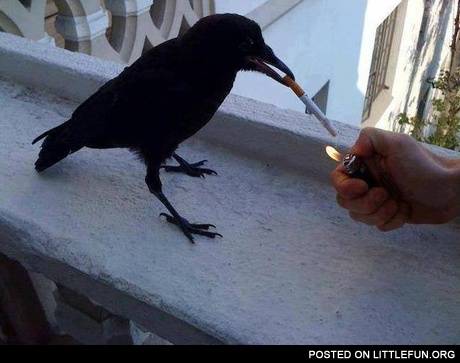 Smoking crow