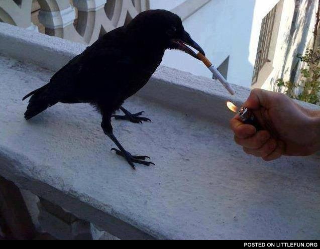 Smoking crow