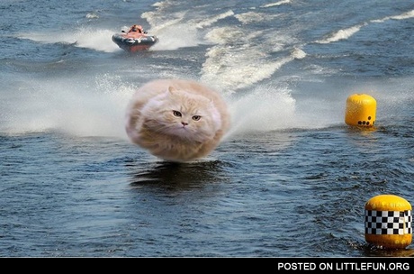 Hovercat at the boat racing
