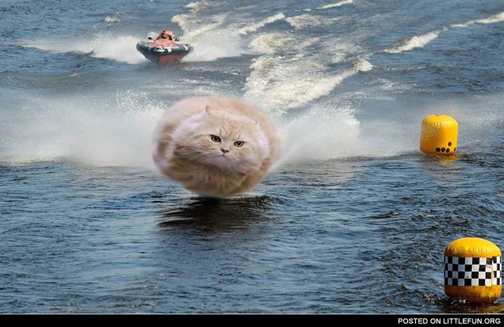 Hovercat at the boat racing