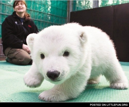 Baby polar bear