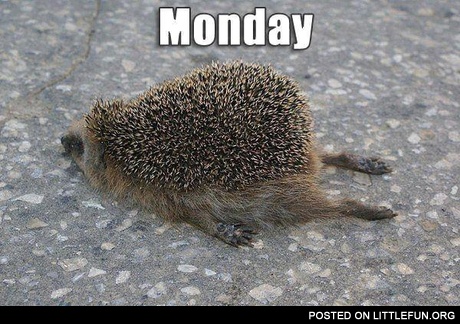 Monday hedgehog