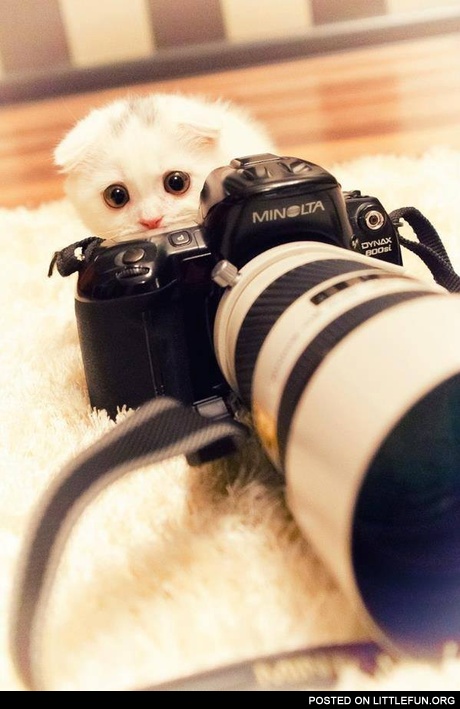 Kitten with a photocamera