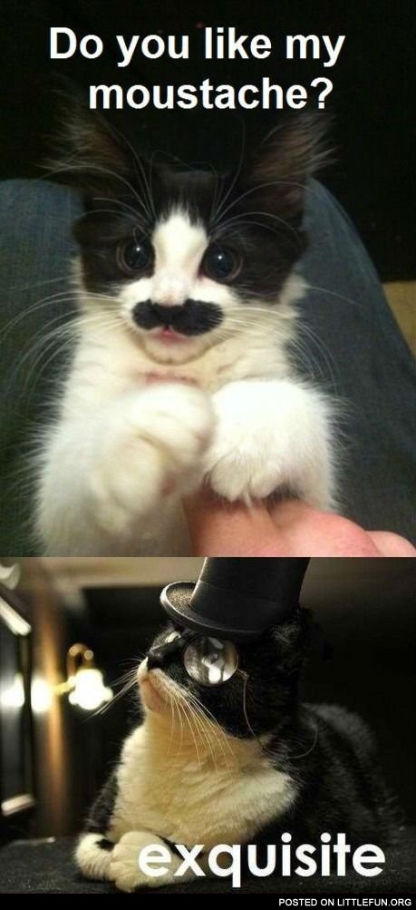 Cat with moustache vs. cat in a hat