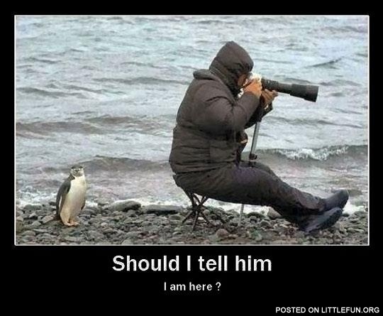 Little penguin: "Should I tell him I'm here?"