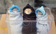 Kittens dressed like a babies