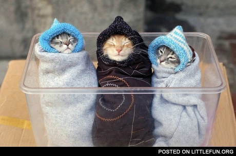 Kittens dressed like a babies