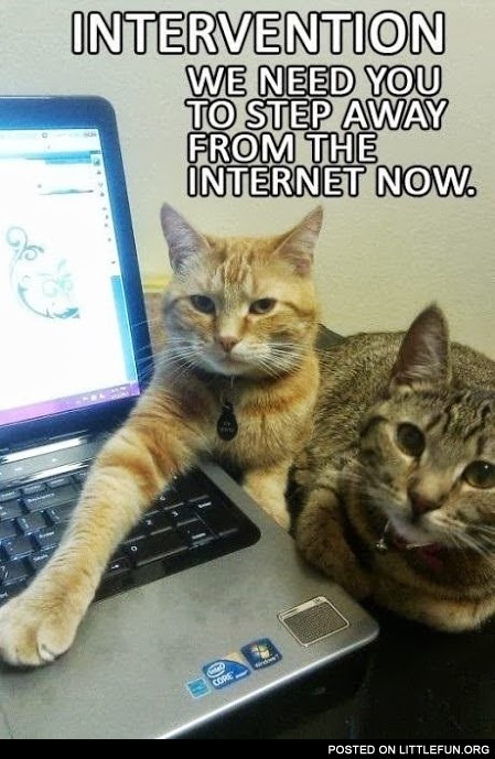 Cats and laptop. We need you to step away from the internet 