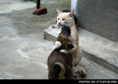 Puppy and cat
