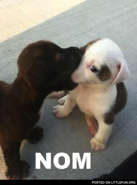 Nom. Puppies.