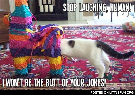 Cat stuck in the pinata