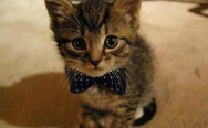 I wear a bowtie now, bowties are cool