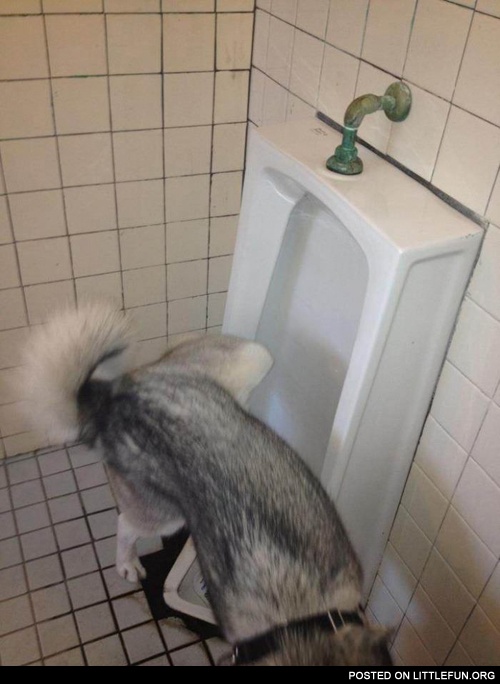 Dog and urinal. Good boy.