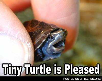 Tiny turtle is pleased