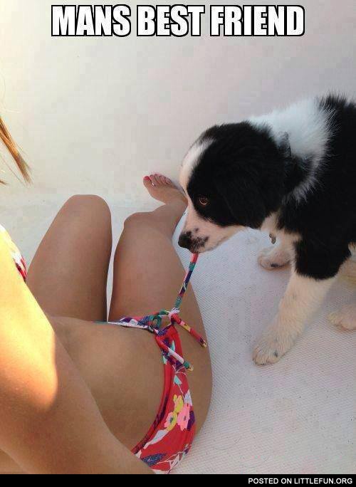 Man's best friend. He just liked her swimsuit.