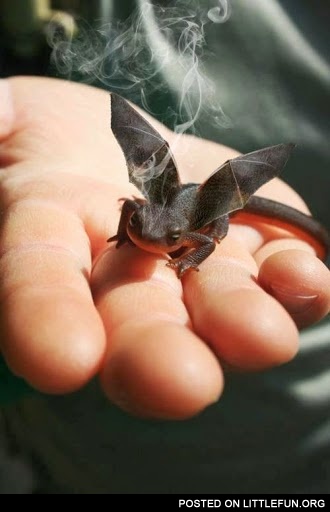 Baby dragon