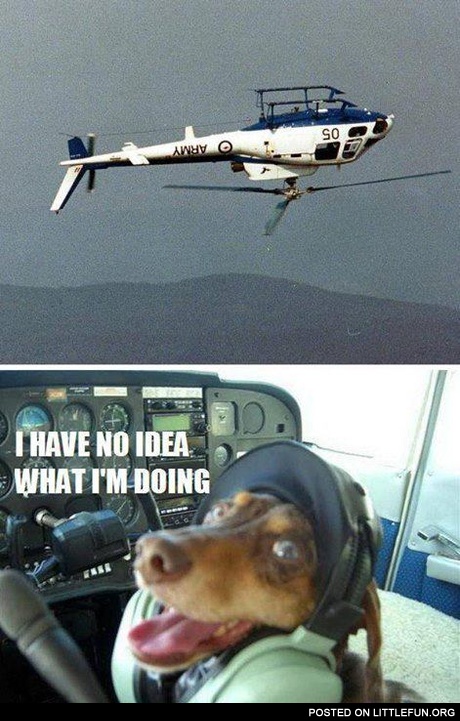 Dog in the helicopter. I have no idea what I'm doing.