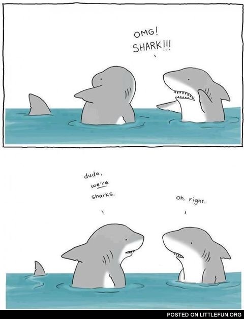 Omg, shark