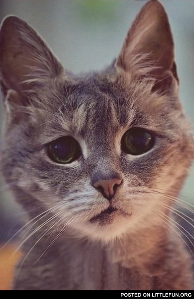 Sad cat